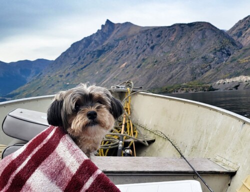 Fish This – Finding calm waters