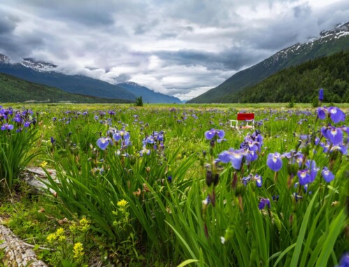 Dyea irises in Toronto airport seek future Skagway visitors