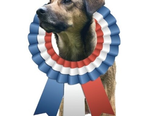 Paw Prints – Pawlitics