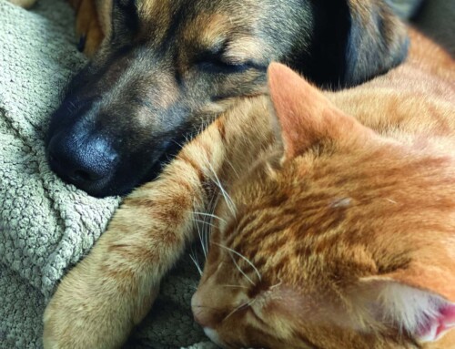 Paw Prints – Feb. 14