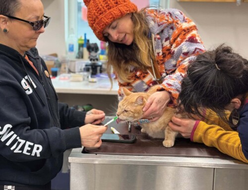 Paw Prints March 28 – Vet visit in Skagway